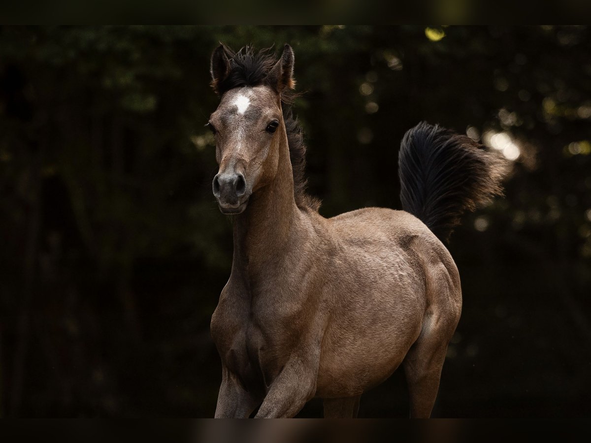 Purosangue arabo Stallone Puledri (04/2025) 153 cm Grigio in Reichshof