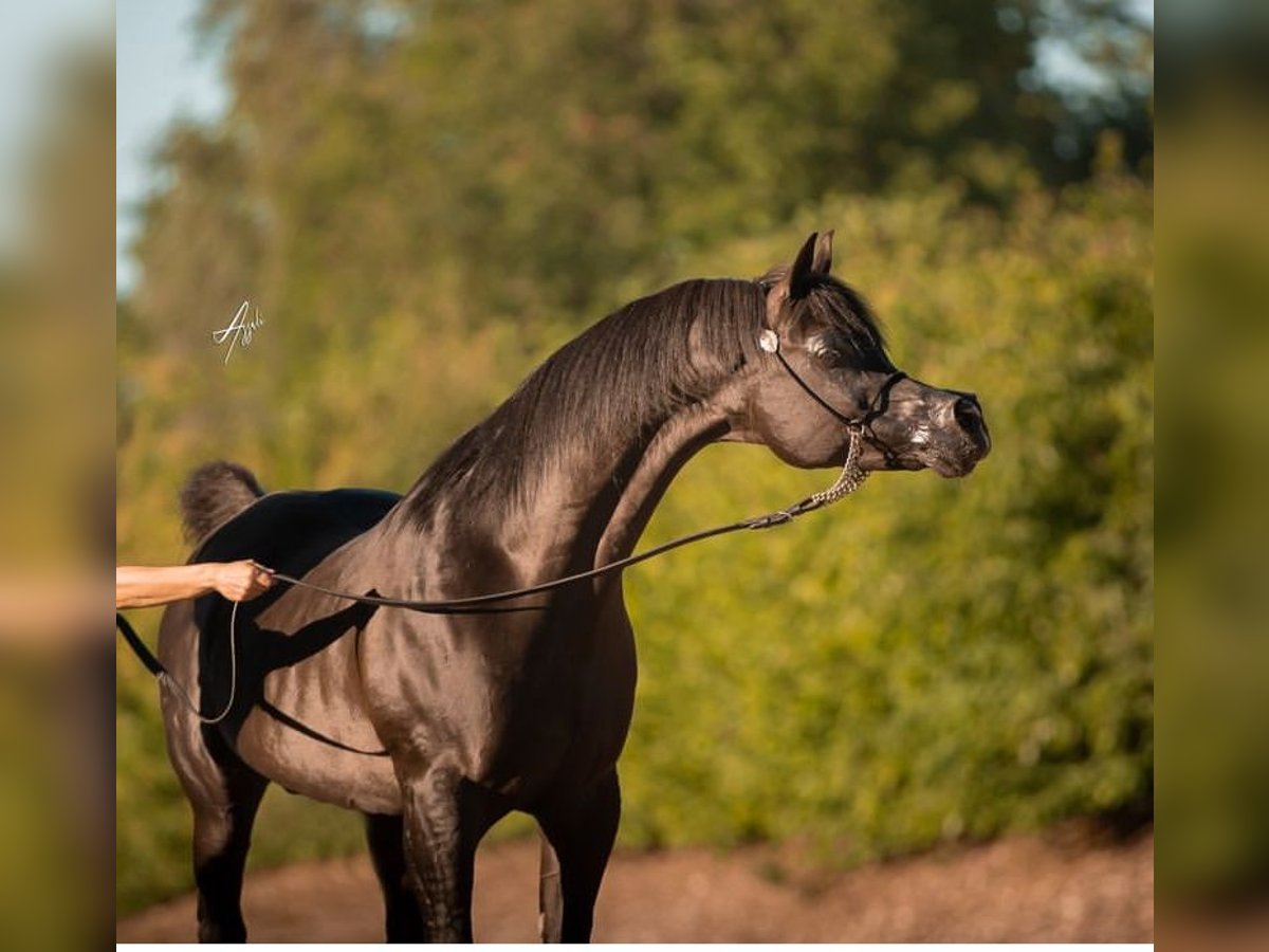 Purosangue arabo Stallone Puledri (04/2024) 154 cm Baio in Düren