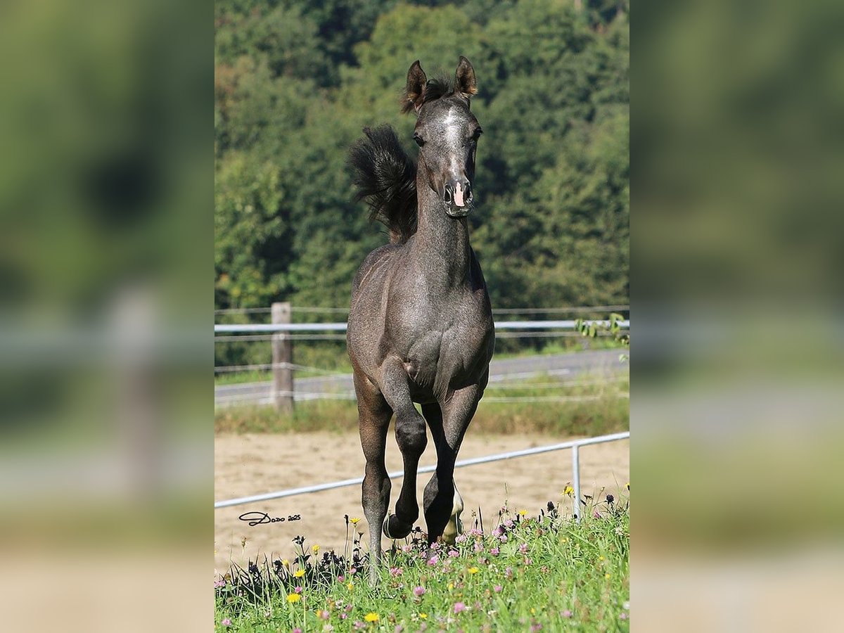 Purosangue arabo Stallone Puledri (05/2025) Grigio in Wallsee