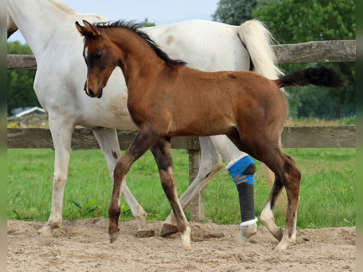 Purosangue arabo Stallone Puledri
 (05/2024) Grigio pezzato in Waalwijk