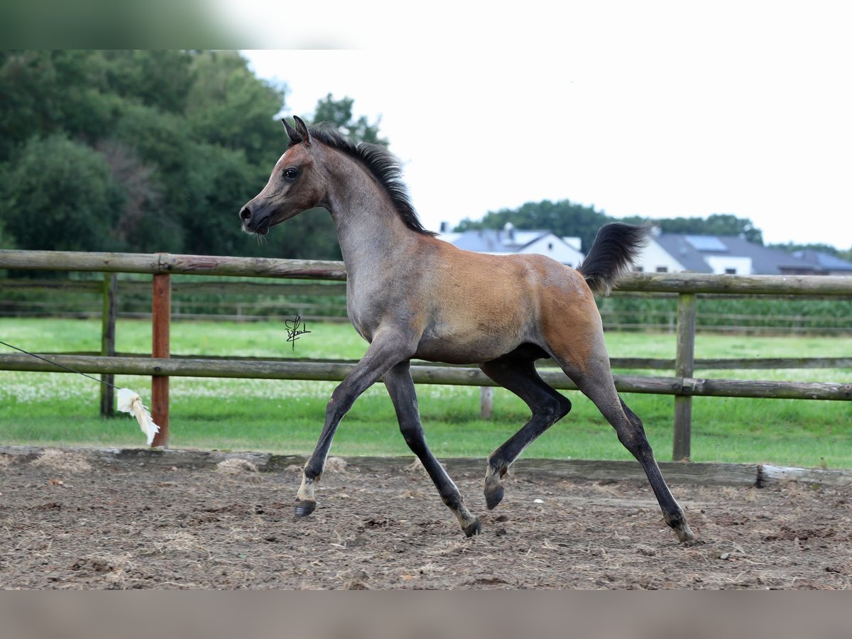 Purosangue arabo Stallone Puledri
 (05/2024) Grigio trotinato in Großenkneten