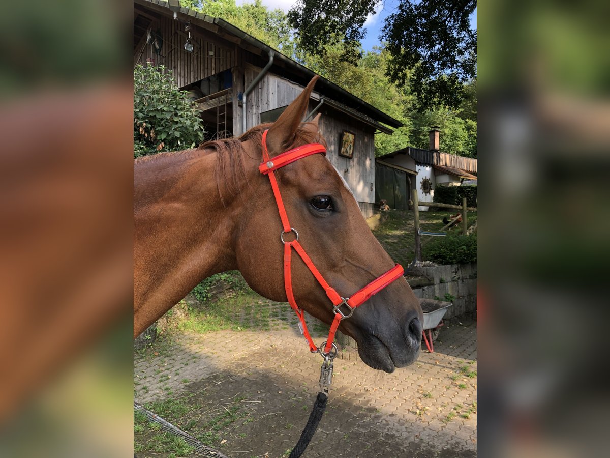 Purosangue inglese Castrone 10 Anni 175 cm Sauro in Rehlingen-Siersburg