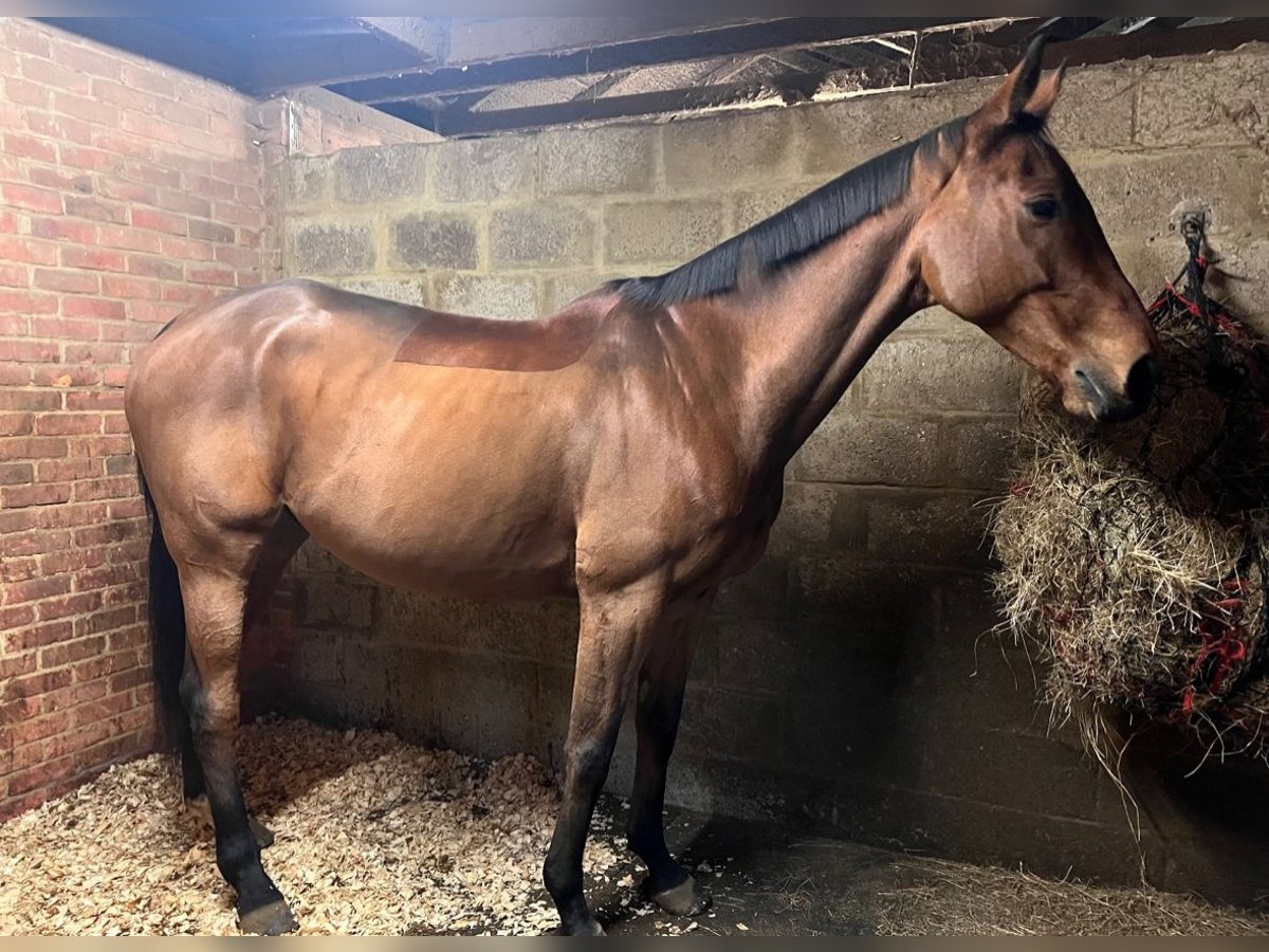 Purosangue inglese Castrone 11 Anni 163 cm Baio chiaro in Cambridge