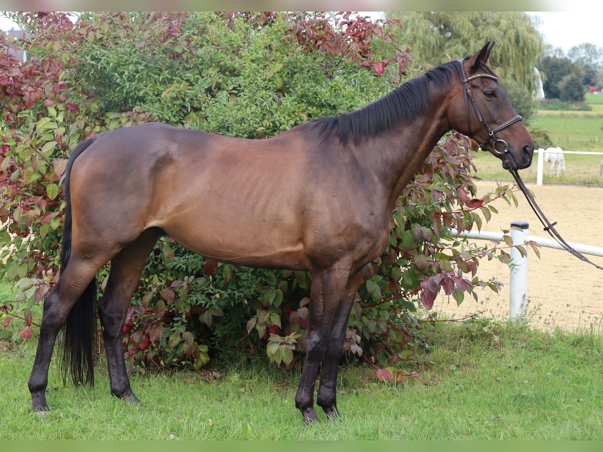 Purosangue inglese Castrone 12 Anni 168 cm Baio scuro in Rödermark