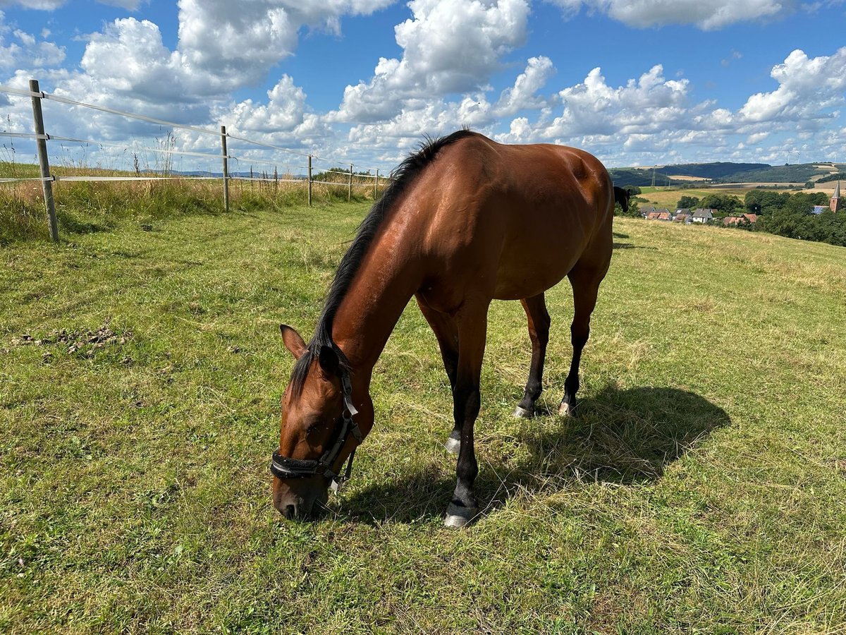 Purosangue inglese Castrone 13 Anni 160 cm in Kaiserslautern