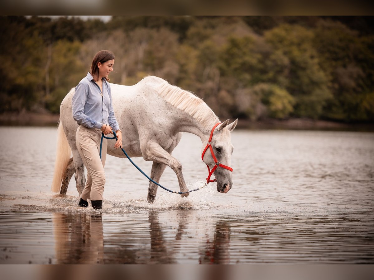 Purosangue inglese Castrone 13 Anni 160 cm Grigio in Rennes