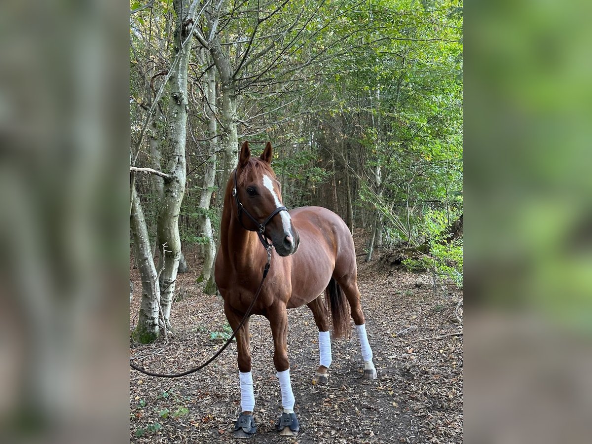 Purosangue inglese Castrone 18 Anni 160 cm Sauro in Karlskron