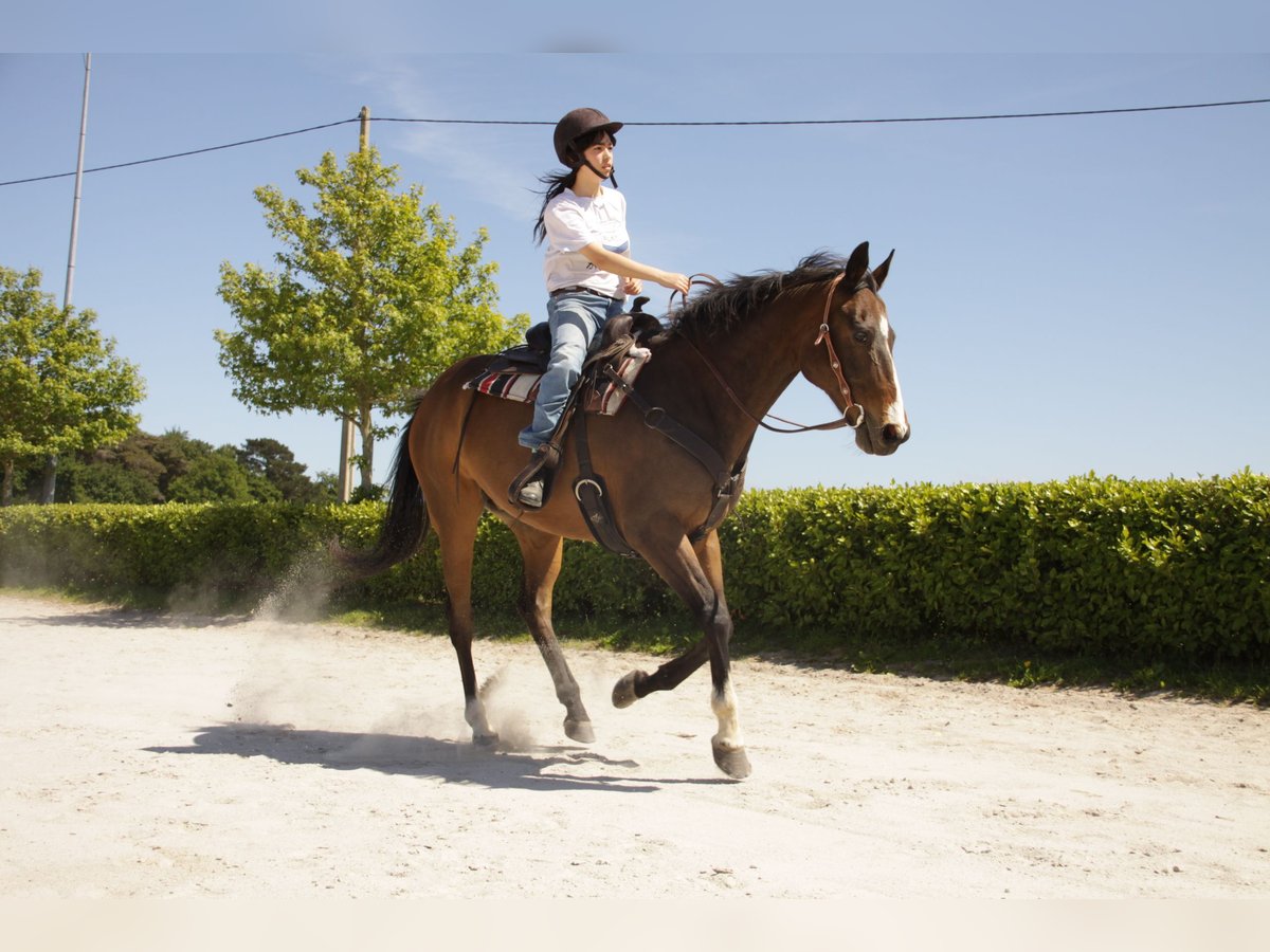 Purosangue inglese Castrone 21 Anni 158 cm Baio in Lézardrieux