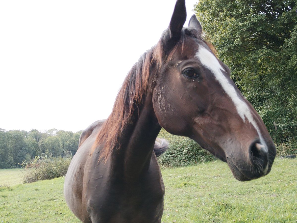 Purosangue inglese Castrone 22 Anni 165 cm Baio nero in Coulommiers