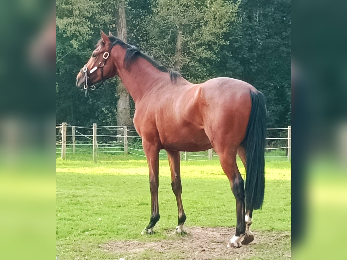 Purosangue inglese Castrone 2 Anni Baio in Schlo&#xDF; Arrff