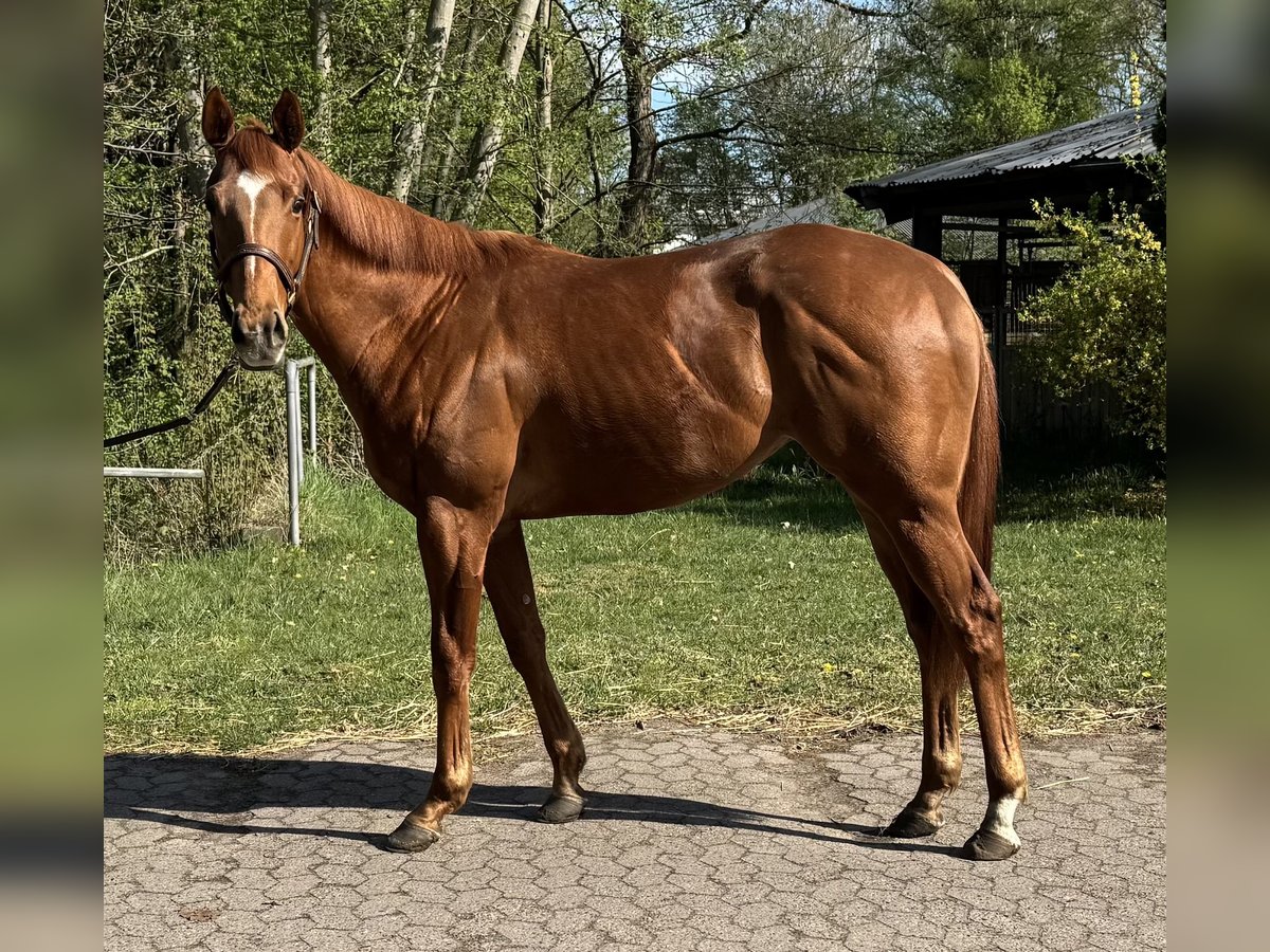 Purosangue inglese Castrone 3 Anni 159 cm Sauro in Wedemark