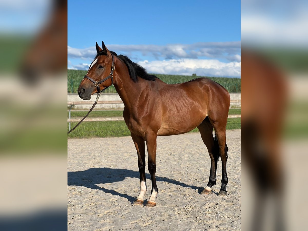 Purosangue inglese Castrone 3 Anni 165 cm Baio ciliegia in Wolxheim