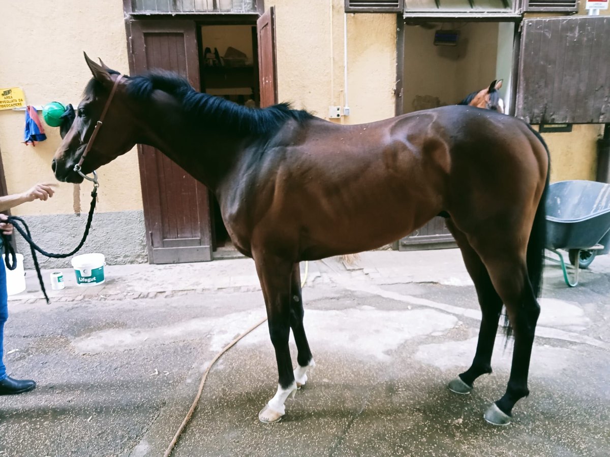 Purosangue inglese Castrone 3 Anni Baio in Milano
