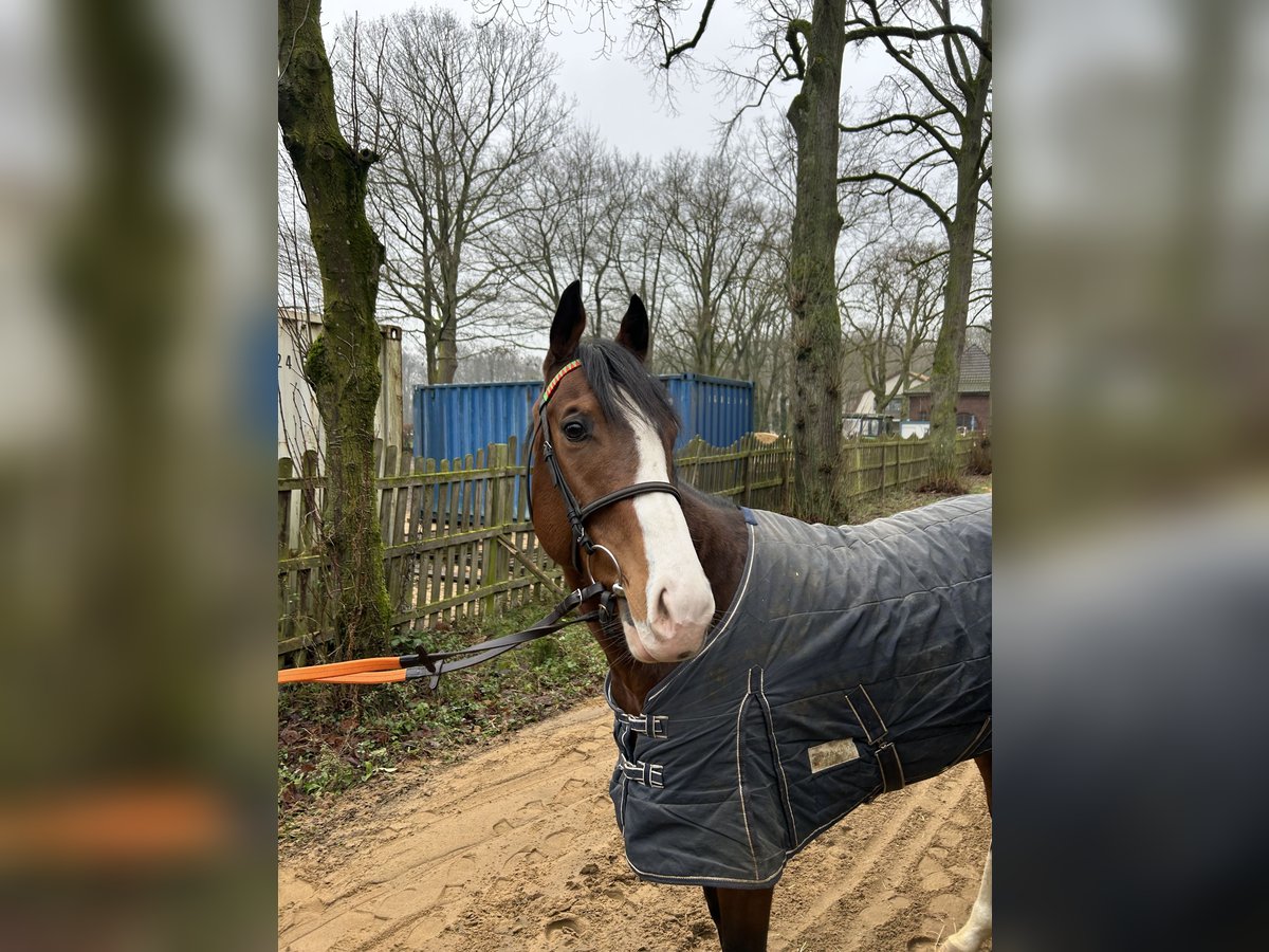 Purosangue inglese Castrone 4 Anni 160 cm Baio in Krefeld