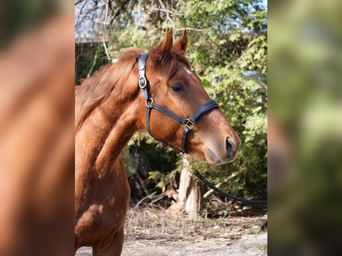 Purosangue inglese Castrone 4 Anni 160 cm Sauro in G&#xFC;nzburg