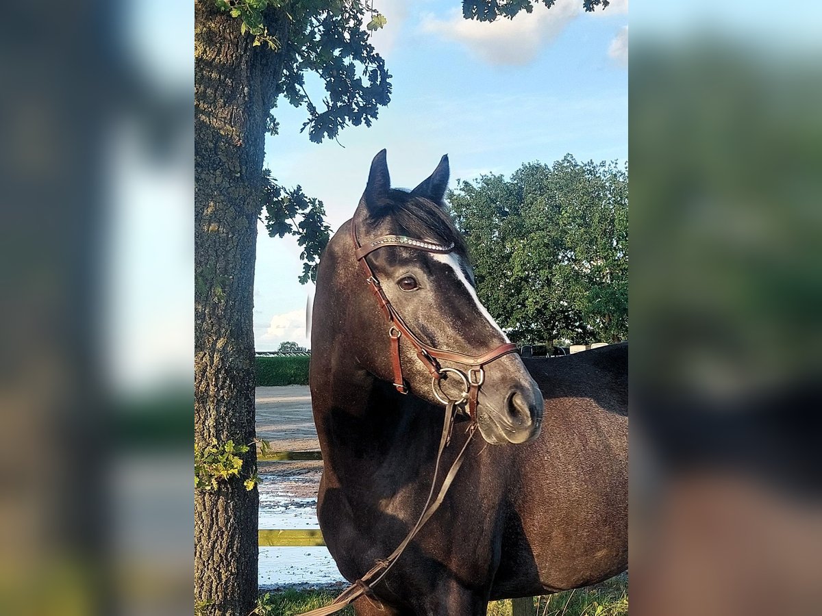 Purosangue inglese Castrone 4 Anni 169 cm Grigio ferro in Kaarst