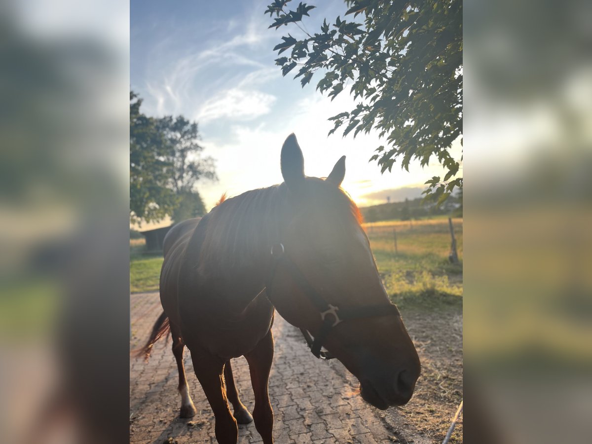 Purosangue inglese Castrone 5 Anni 167 cm Sauro in Kaiserslautern