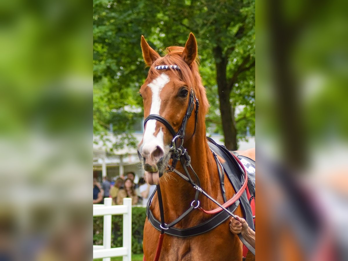 Purosangue inglese Castrone 5 Anni 167 cm Sauro in Neuenhagen