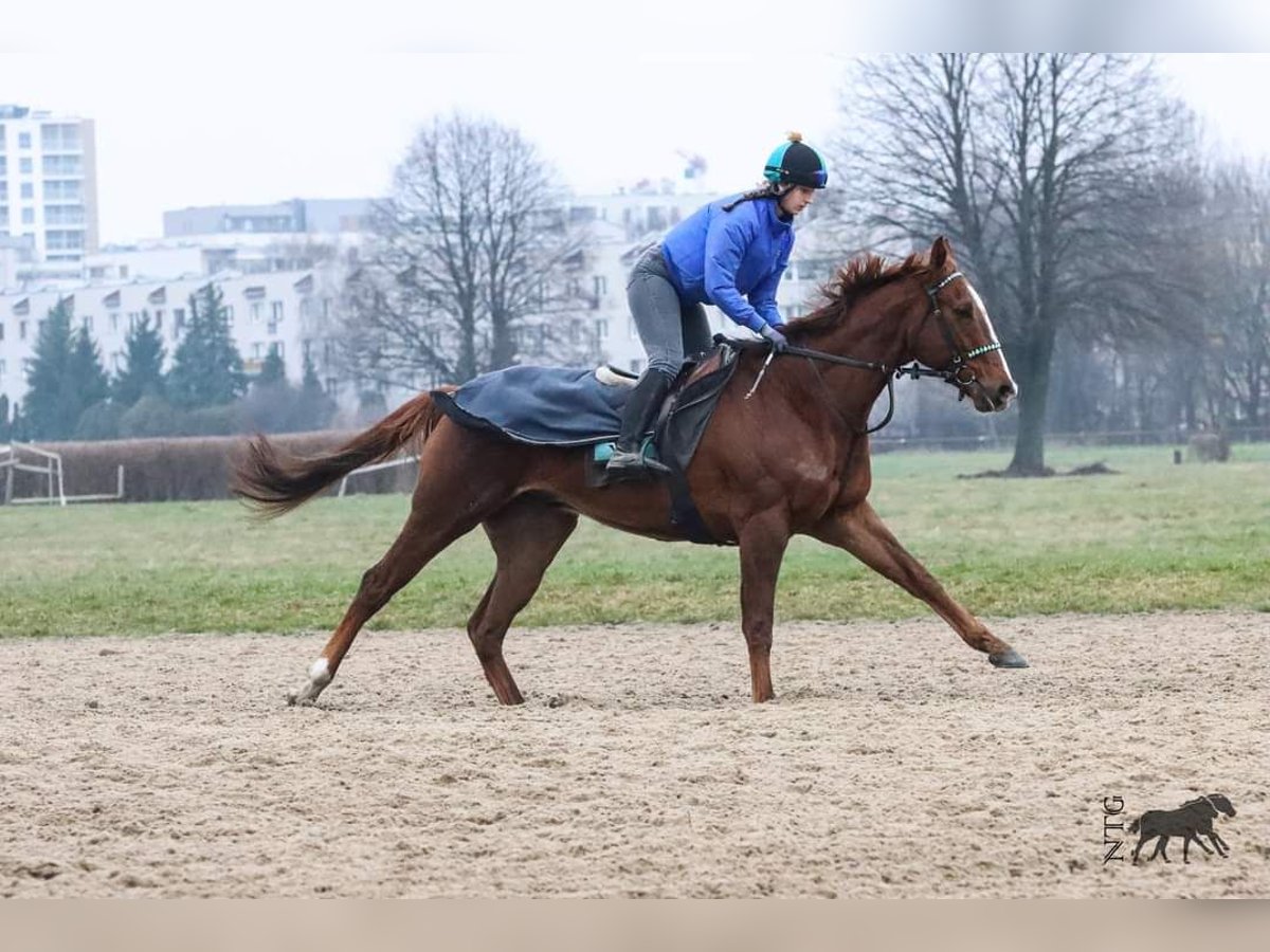 Purosangue inglese Castrone 5 Anni 168 cm Sauro in Burgwedel