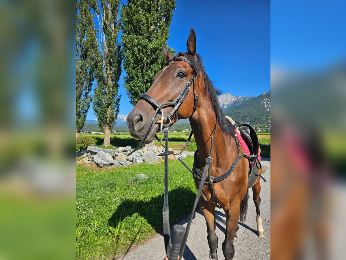 Purosangue inglese Castrone 6 Anni 160 cm Baio scuro in Telfs