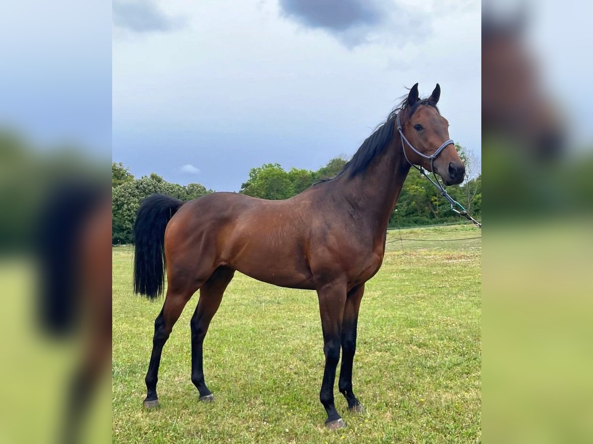 Purosangue inglese Castrone 6 Anni 160 cm in Aumont-en-Halatte