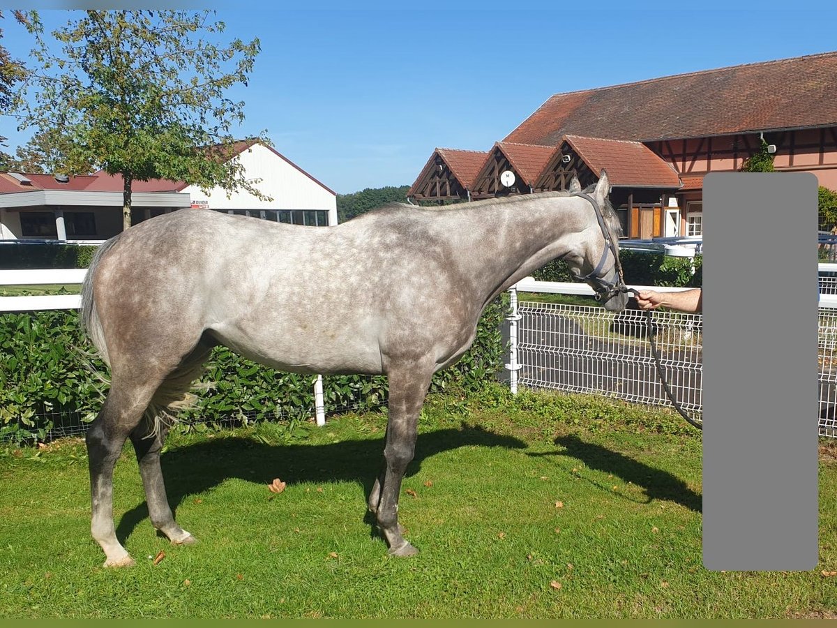 Purosangue inglese Castrone 6 Anni 166 cm Grigio in Schweighofen