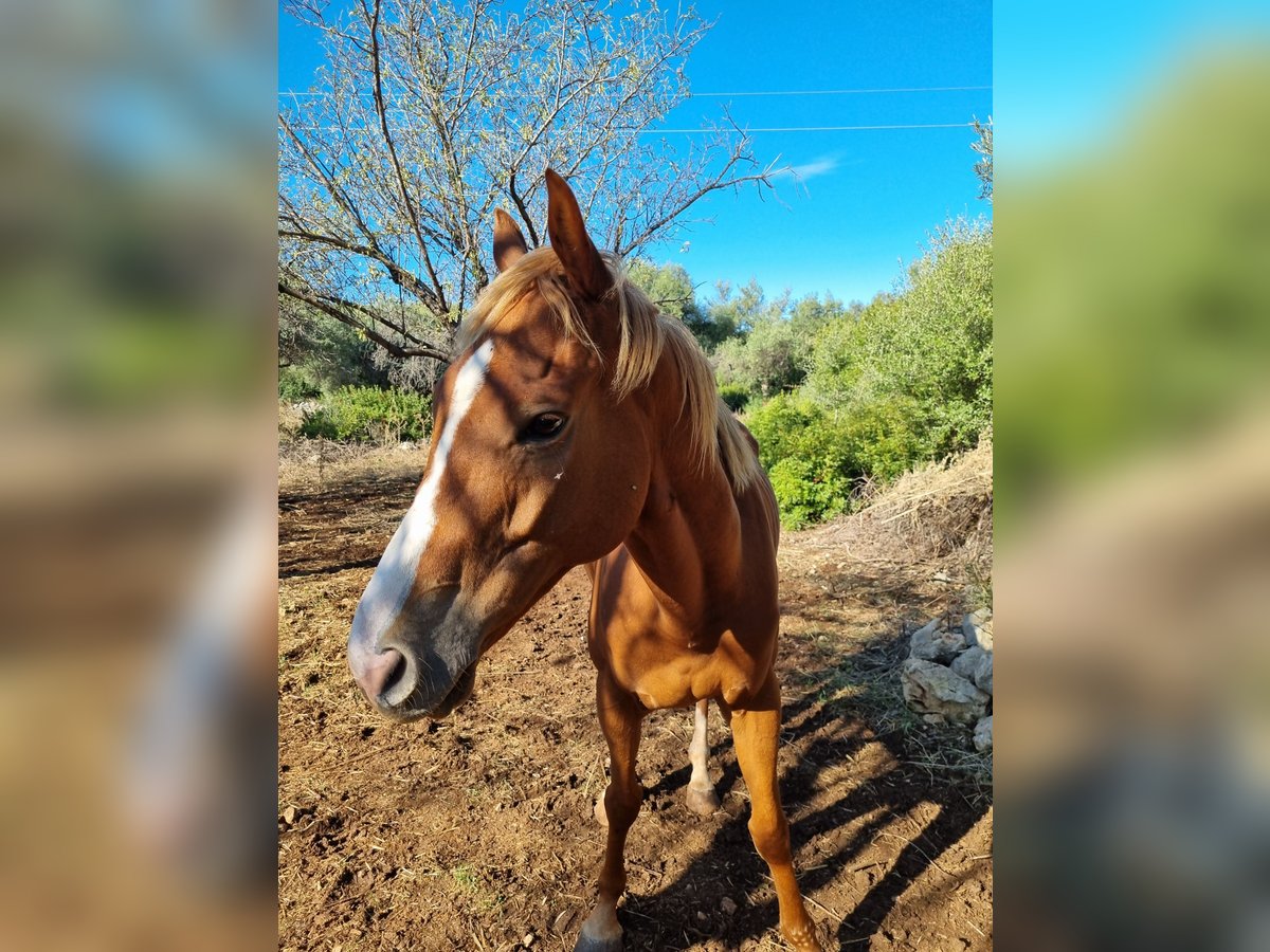 Purosangue inglese Castrone 7 Anni 160 cm Champagne in Siracusa
