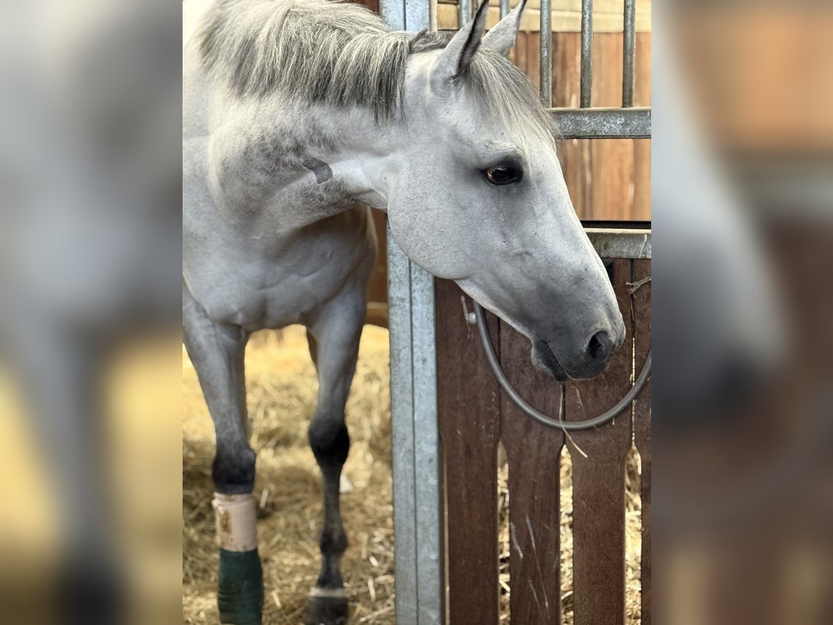 Purosangue inglese Castrone 7 Anni 160 cm Grigio in Bremen