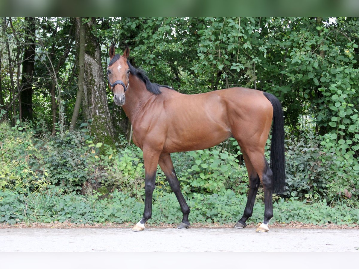 Purosangue inglese Castrone 7 Anni 163 cm Baio in München