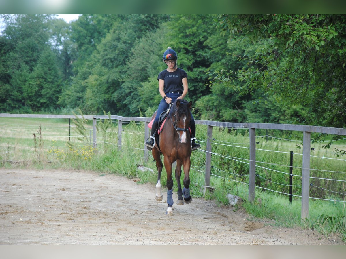 Purosangue inglese Castrone 7 Anni 165 cm in St.Marein bei Graz