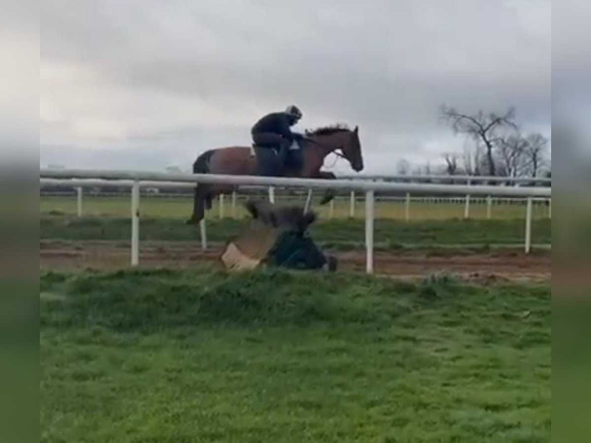 Purosangue inglese Castrone 7 Anni 168 cm Sauro scuro in Tipperary