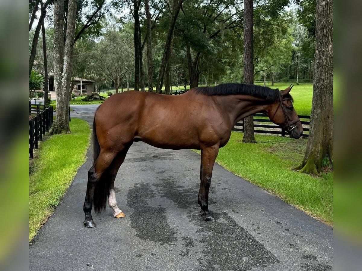 Purosangue inglese Castrone 7 Anni 183 cm Baio ciliegia in Fort Rucker