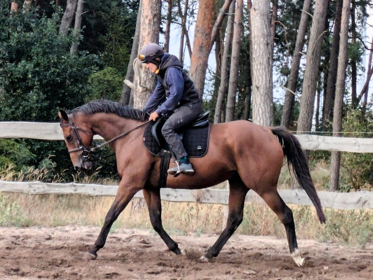 Purosangue inglese Castrone 8 Anni 163 cm Baio in Stegelitz