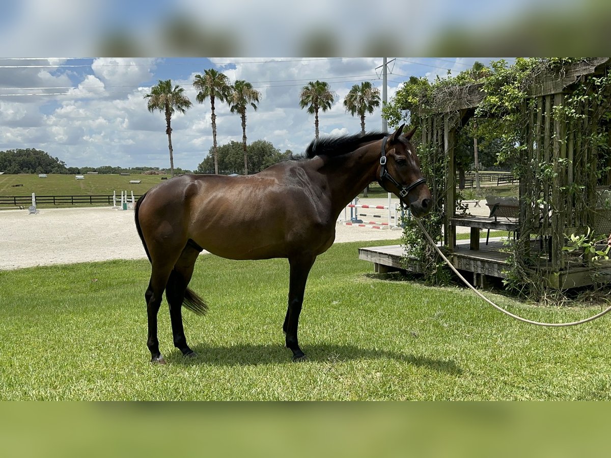 Purosangue inglese Castrone 8 Anni 163 cm Baio scuro in Reddick