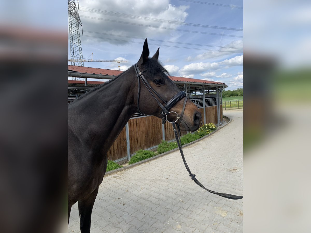 Purosangue inglese Castrone 8 Anni 165 cm Baio nero in Wernau