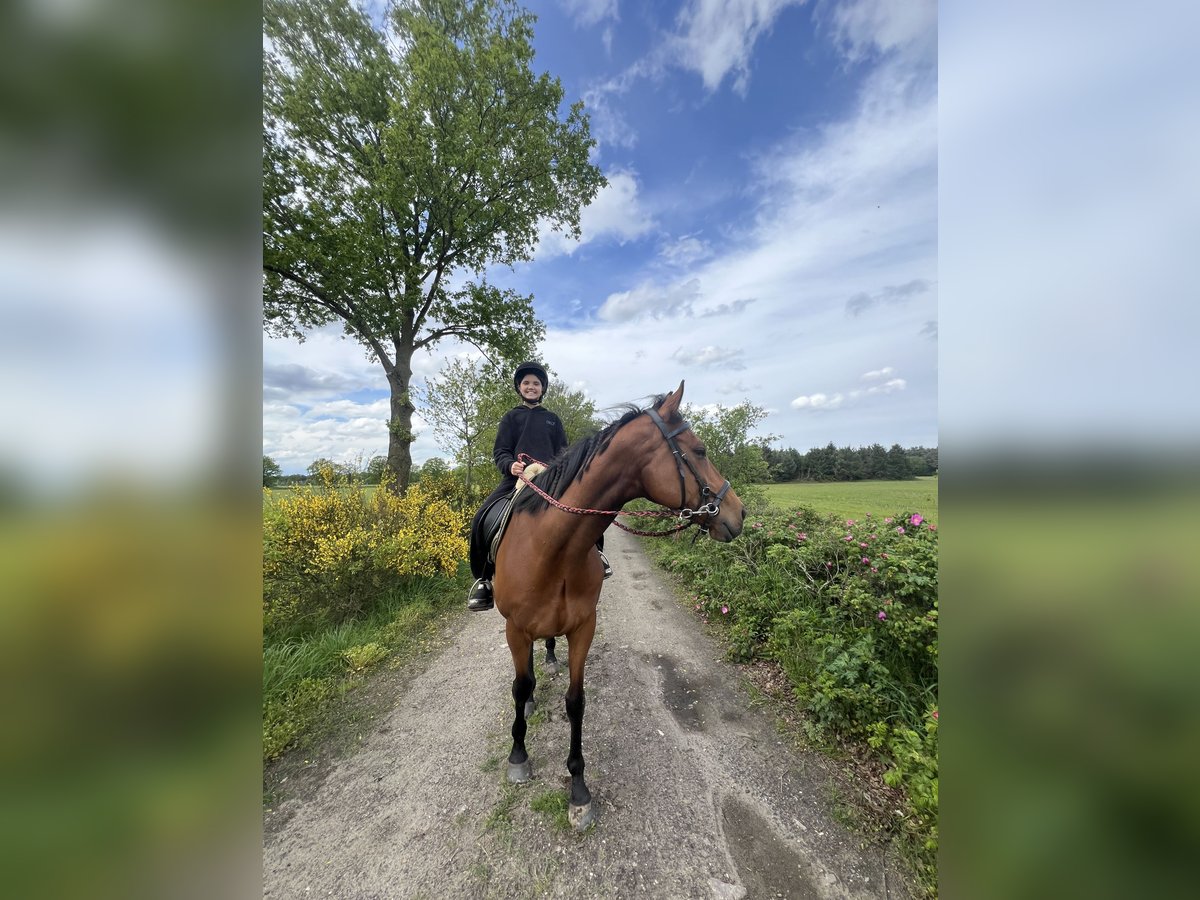 Purosangue inglese Castrone 8 Anni 165 cm in Weert