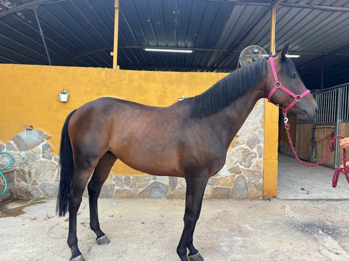 Purosangue inglese Castrone 8 Anni 167 cm Baio scuro in Vigo