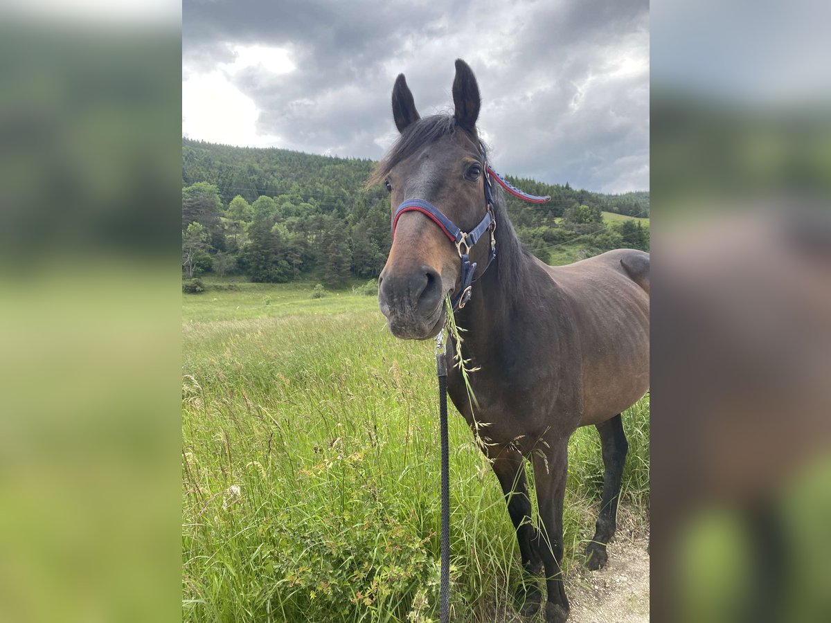 Purosangue inglese Castrone 9 Anni 165 cm Baio ciliegia in Villard de lans