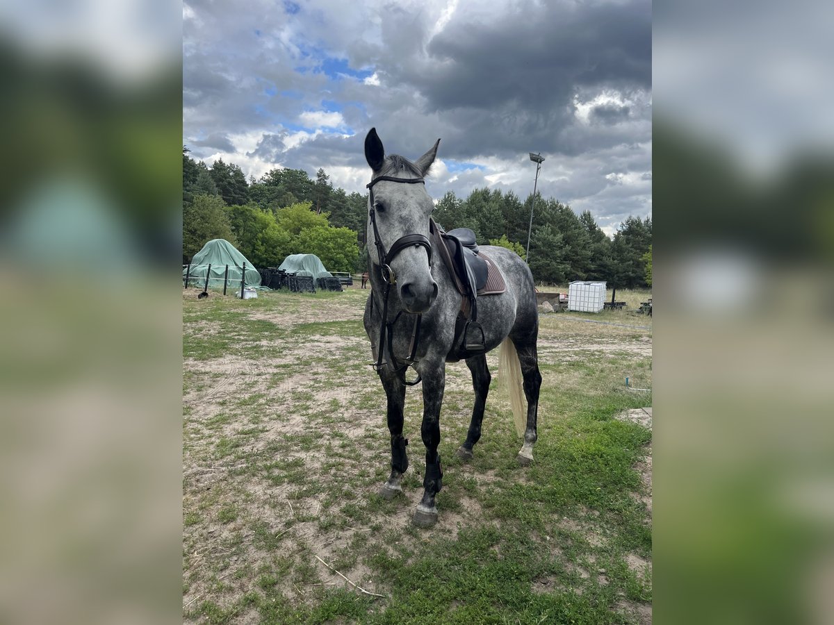Purosangue inglese Mix Castrone 9 Anni 172 cm Grigio in Rudnica