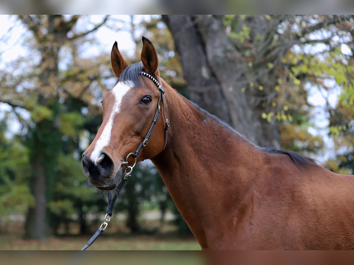 Purosangue inglese Giumenta 10 Anni 158 cm Baio in Torgau OT Graditz