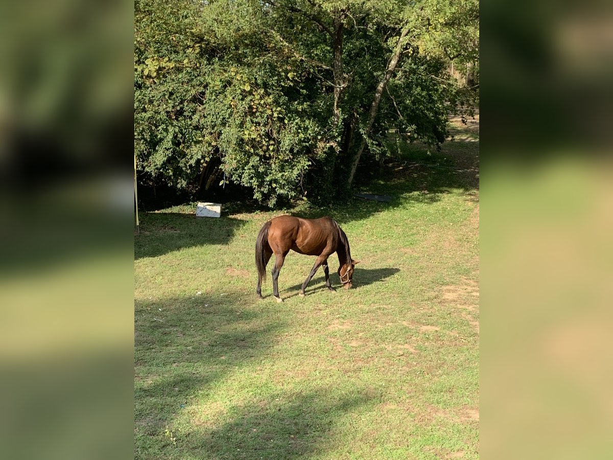 Purosangue inglese Giumenta 10 Anni 163 cm Baio scuro in Georgetown, ky.