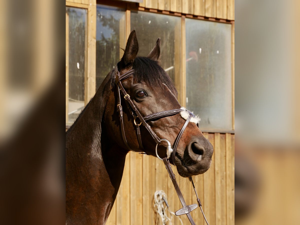 Purosangue inglese Giumenta 10 Anni 165 cm Baio in Hörstel