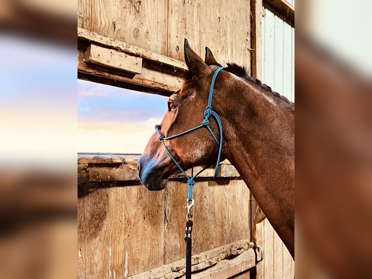 Purosangue inglese Giumenta 10 Anni 166 cm Baio in Salt Lick