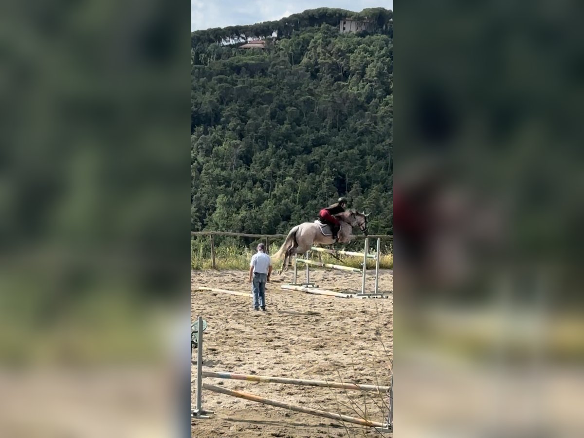 Purosangue inglese Giumenta 10 Anni 168 cm Grigio in prato