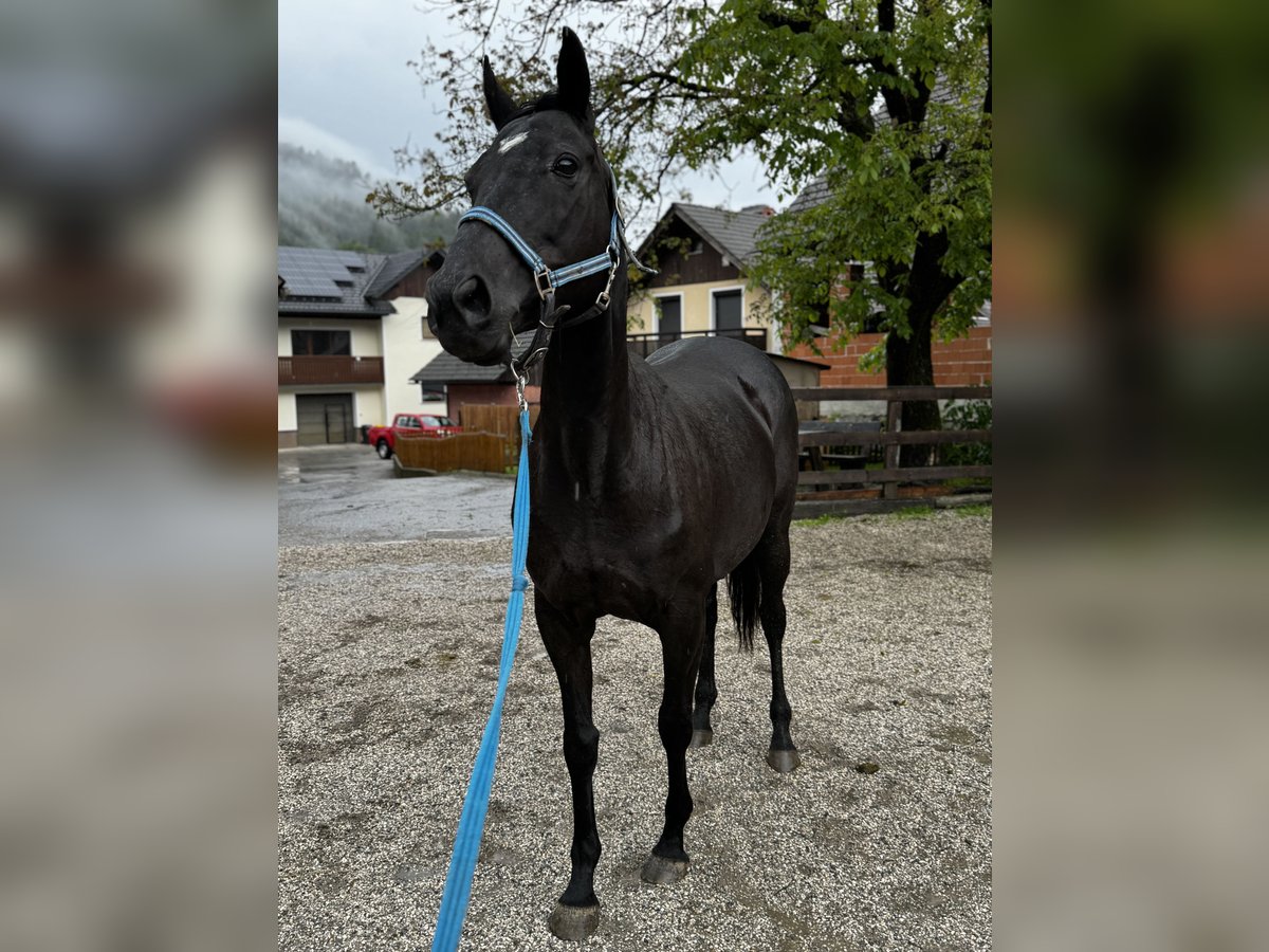 Purosangue inglese Giumenta 14 Anni 161 cm Morello in Selca