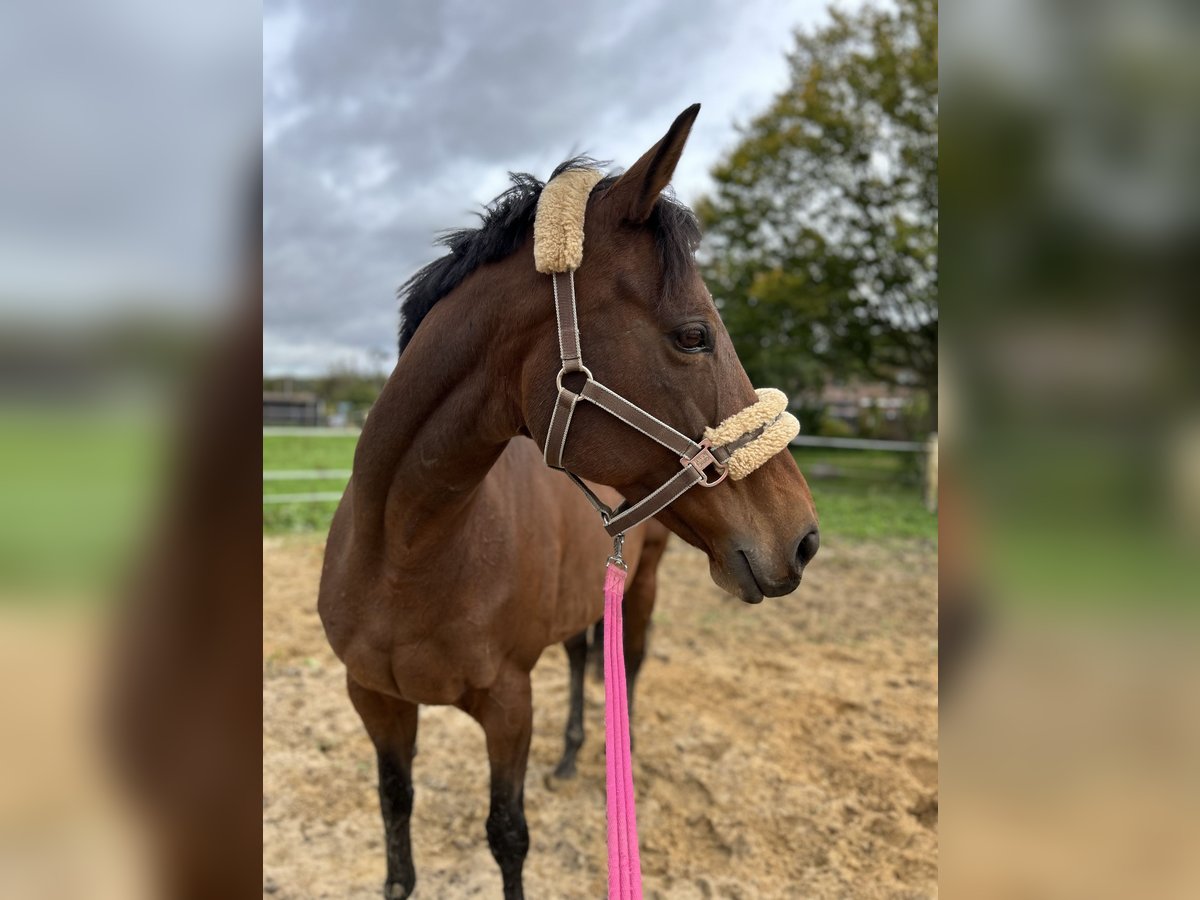 Purosangue inglese Giumenta 14 Anni 163 cm Baio in Viersen