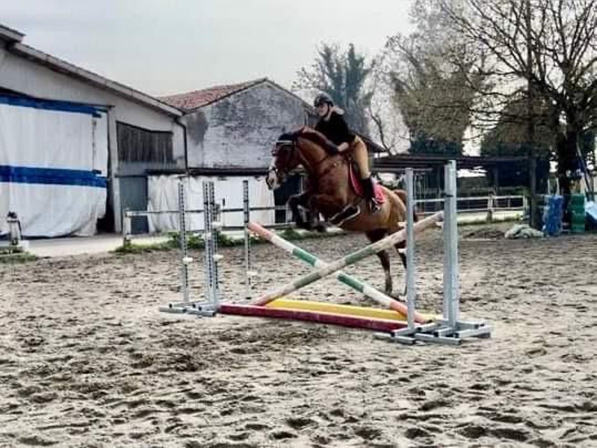 Purosangue inglese Giumenta 20 Anni 160 cm Sauro in Sandrigo