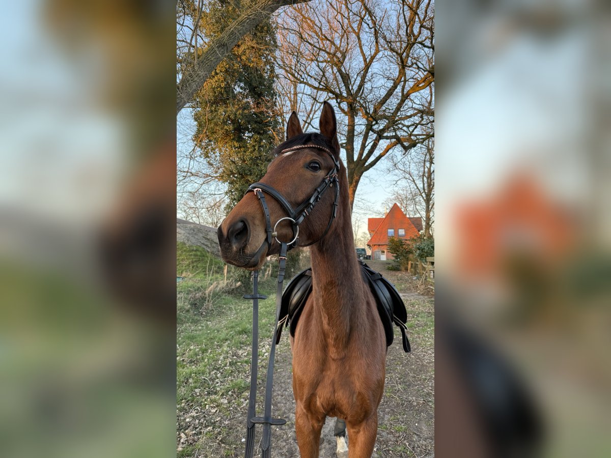 Purosangue inglese Giumenta 3 Anni 156 cm Baio in Lilienthal