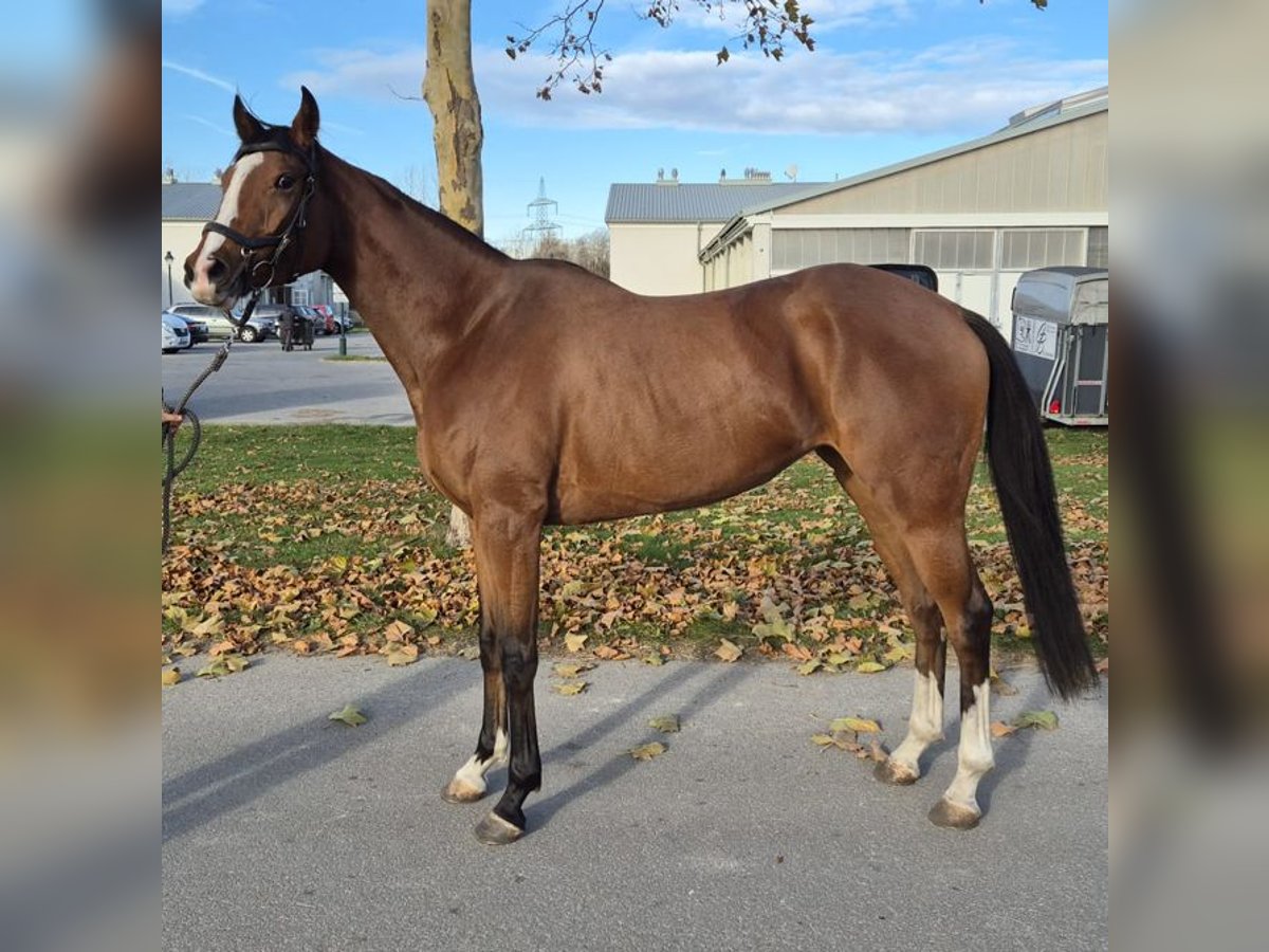 Purosangue inglese Giumenta 3 Anni 163 cm Baio in Ebreichsdorf