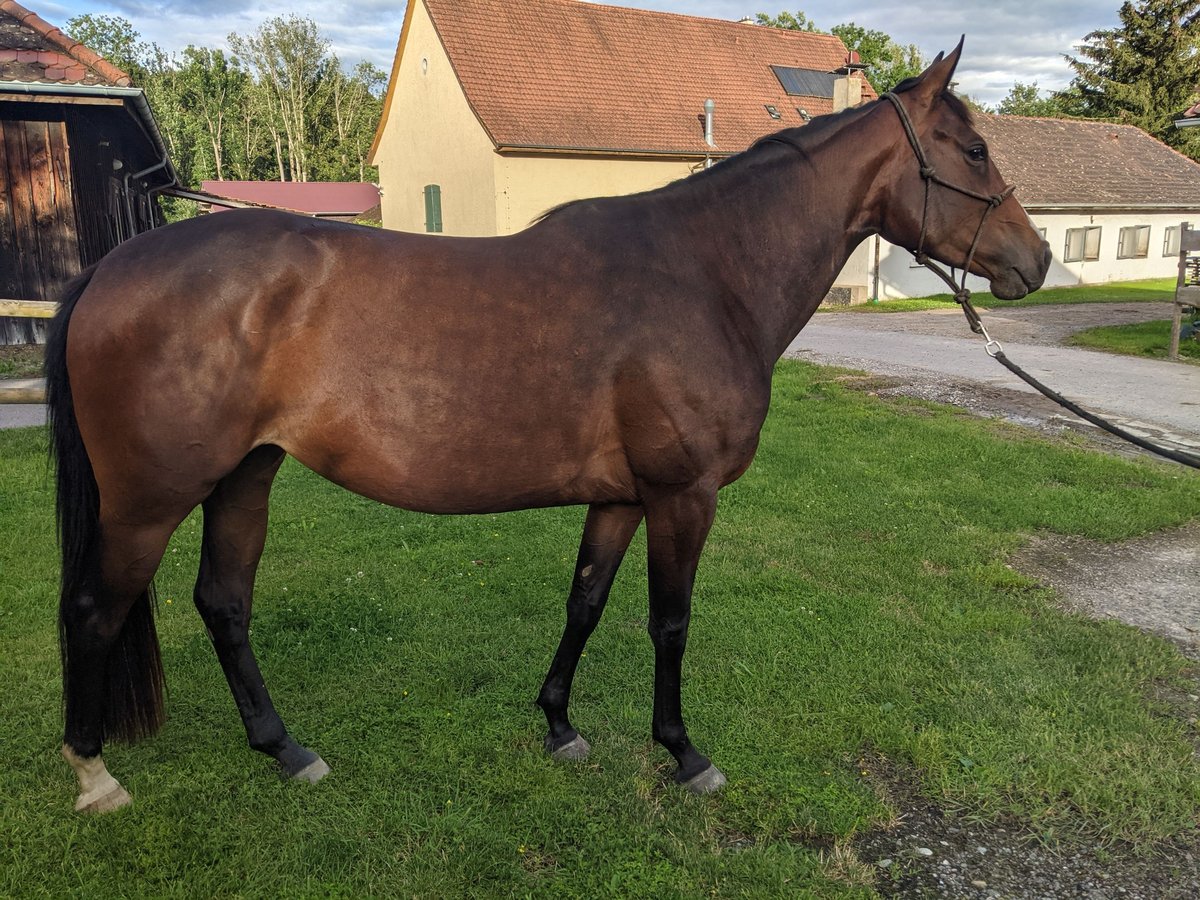 Purosangue inglese Mix Giumenta 4 Anni 158 cm Baio scuro in Überlingen